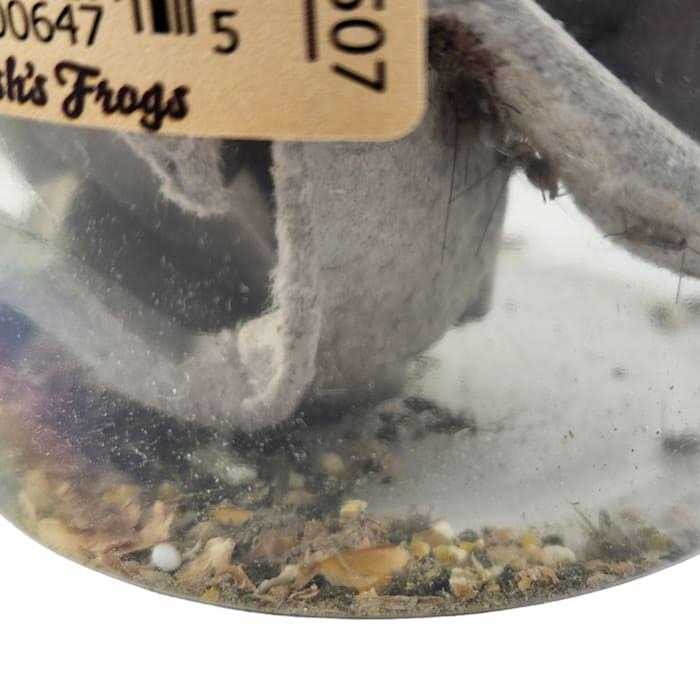 Live Feed Reptile Food H9276