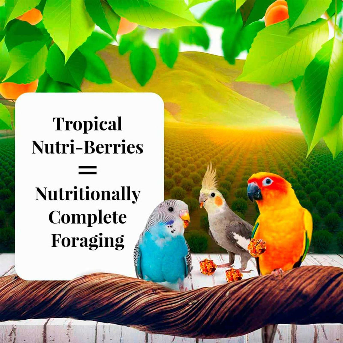 Sunny Orchard Pet Supplies I16995
