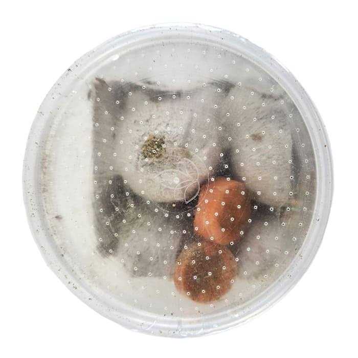 Live Feed Reptile Food H9276