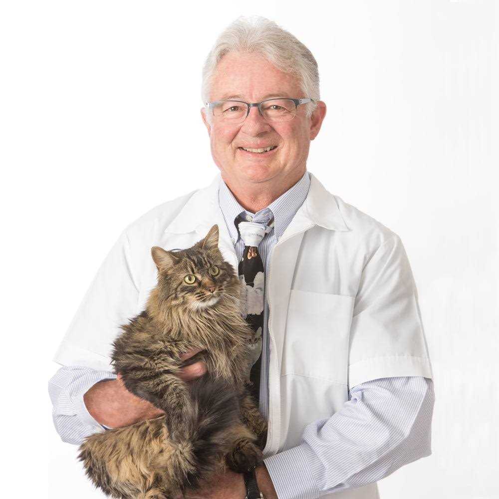 Cat Attract Cat Litter Y2531