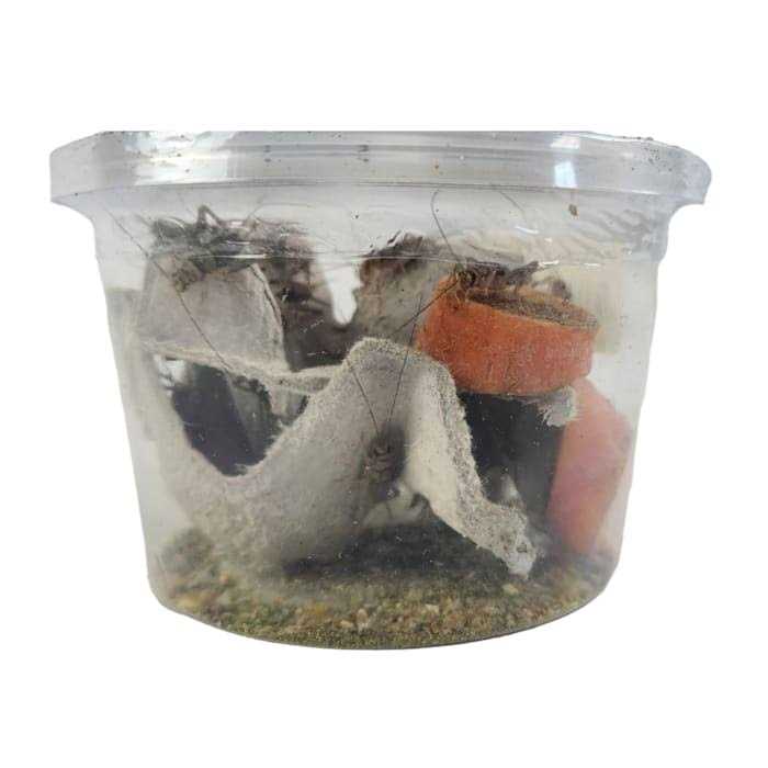 Live Feed Reptile Food H9276